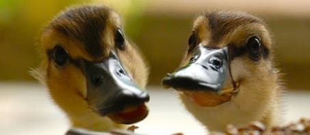 A close up picture of two duckling heads, photo Kerin Gedge